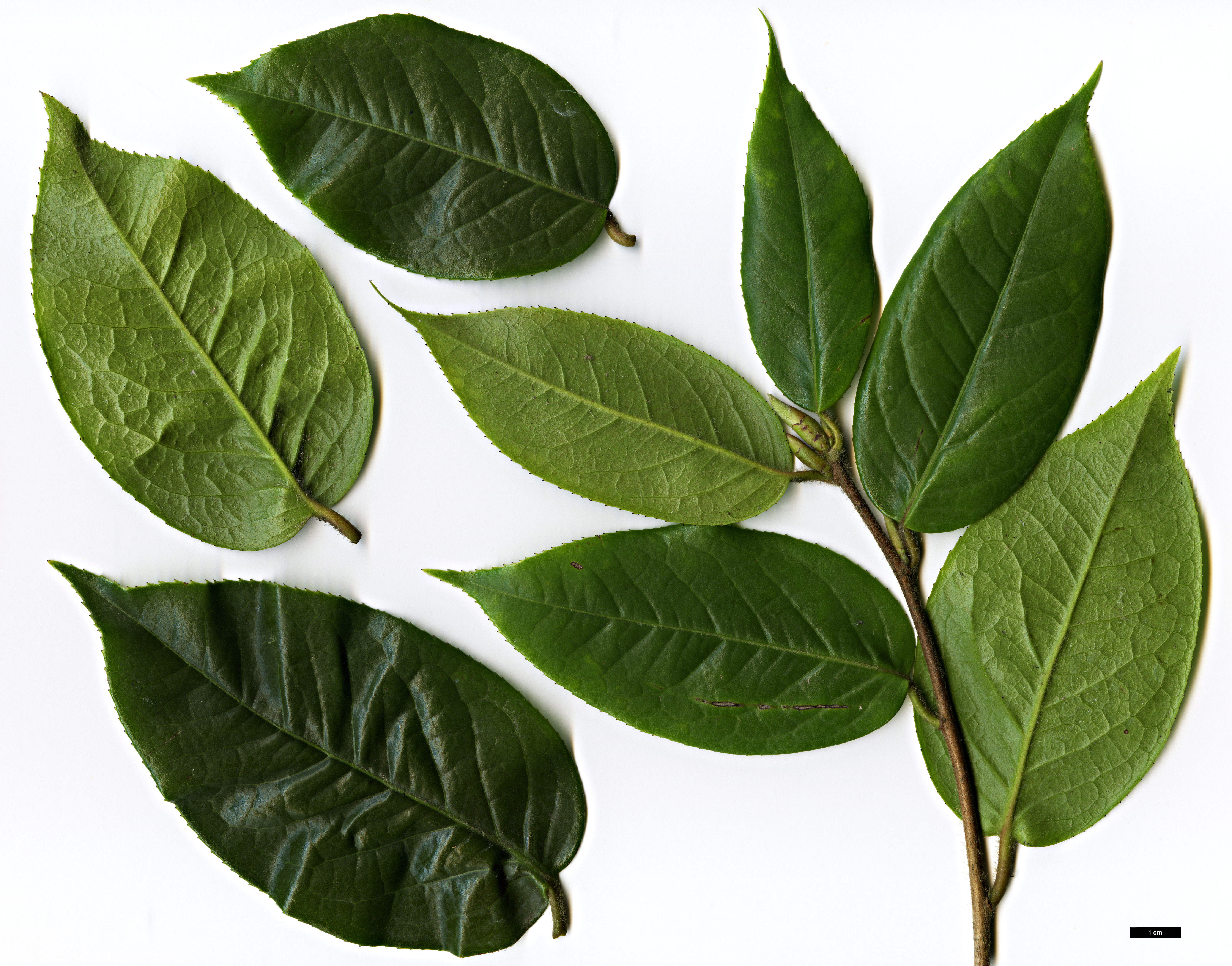 High resolution image: Family: Theaceae - Genus: Camellia - Taxon: edithae 